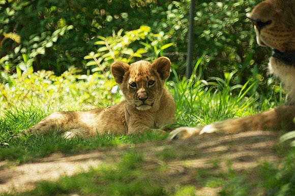 Lion cub, Bronx Zoo