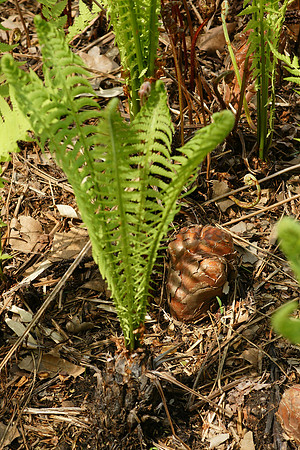 In the Brooklyn Botanic Garden