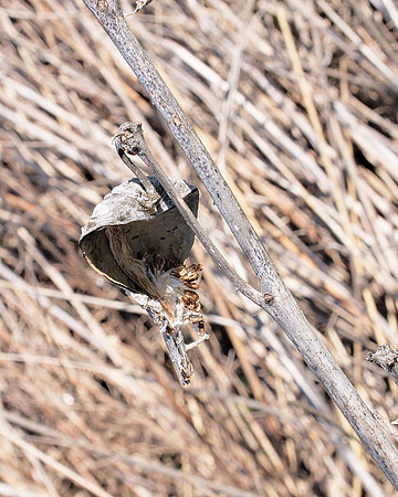 Empty seed pod, Longwood