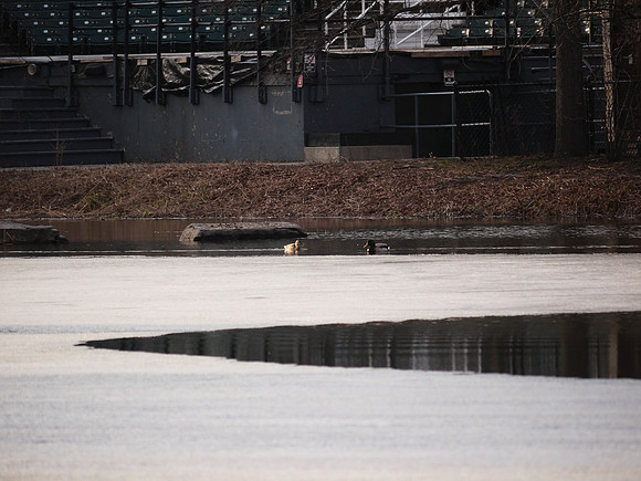 Ducks, ice, Turtle Pond