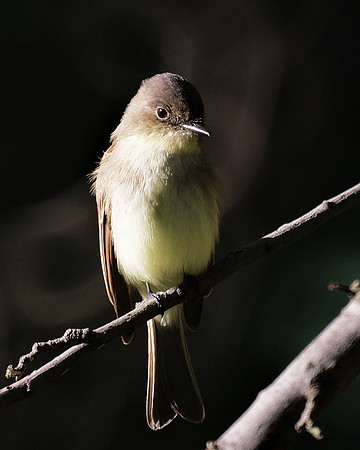 Eastern Phoebe, Central Park