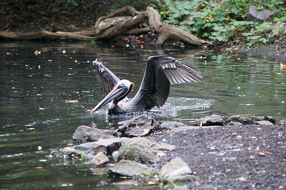 American Brown Pelican