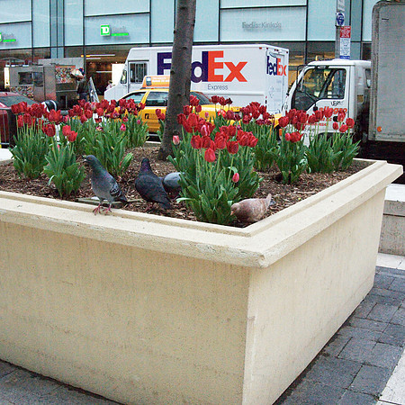 Pigeons, Tulips