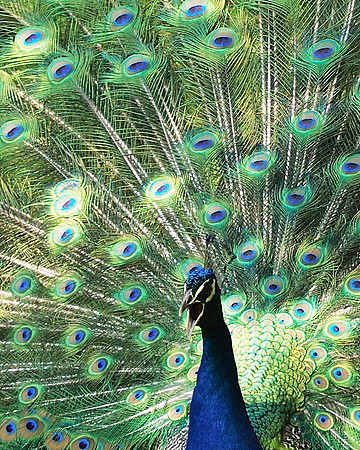 Peacock, Bronx Zoo