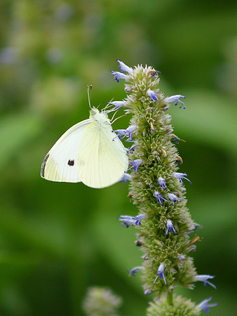 Cabbage Butterfly
