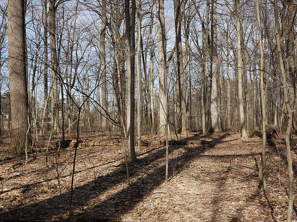 Longwood