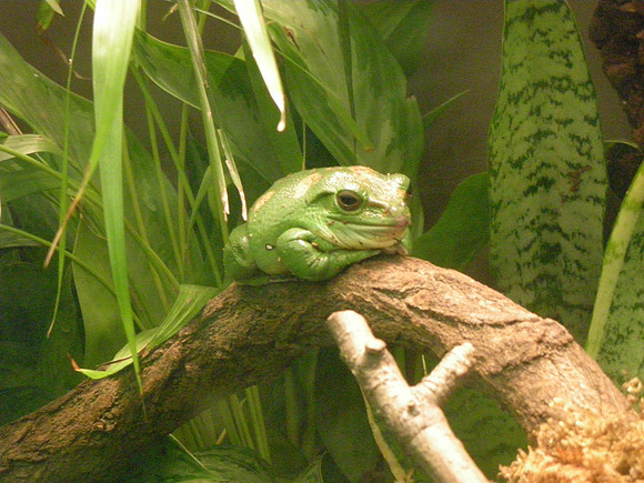 Netsuke Frog