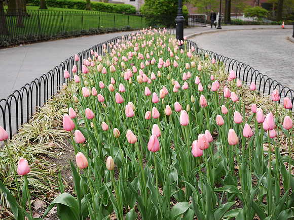 Tulips, Theodore Roosevelt Park