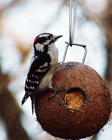 Downy Woodpecker, Cental Park