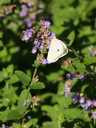 Cabbage Butterfly, Theodore Roosevelt Park