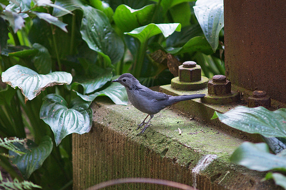 Catbird, Queens Zoo