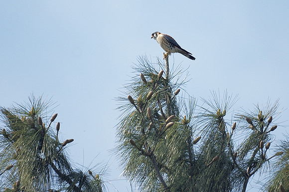 American Kestrel, New York Botanical Garden
