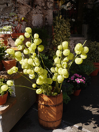 Florist's shop, Yorkville