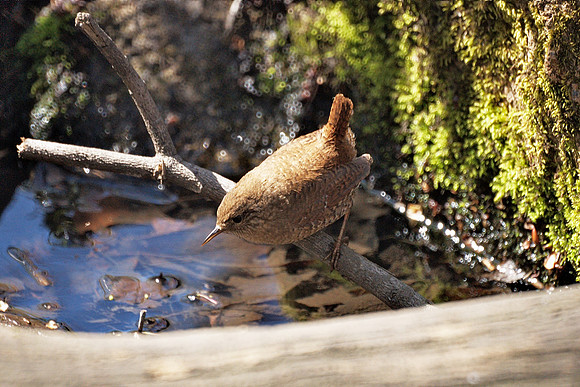Winter Wren, Central Park