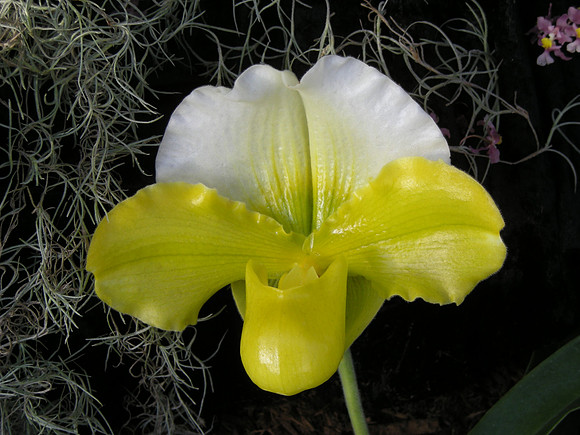 Paph-yellow-03