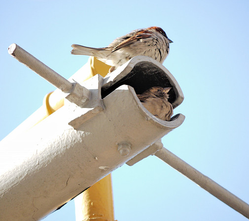 Sparrows at home