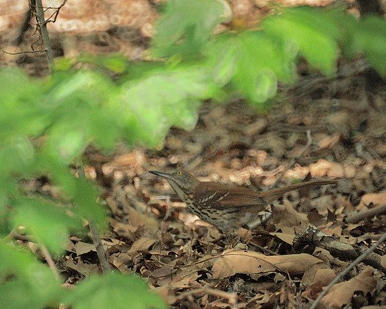 Brown Thrasher, Central Park