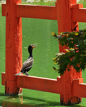 Cormorant, Brooklyn Botanic Garden