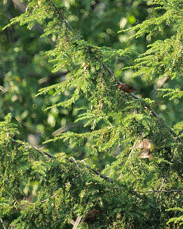 Red Crossbills, Central Park