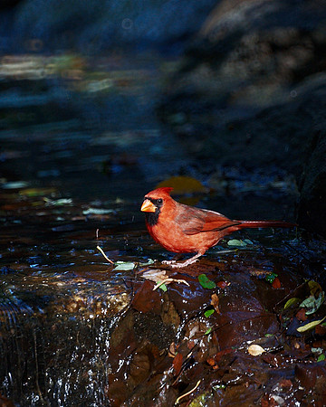 St. Cardinal