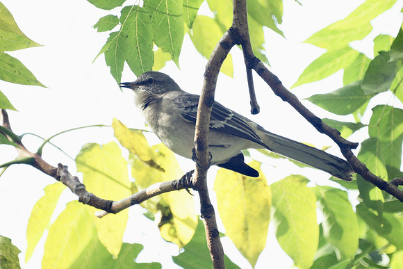 Mockingbird, NY Botanical Garden