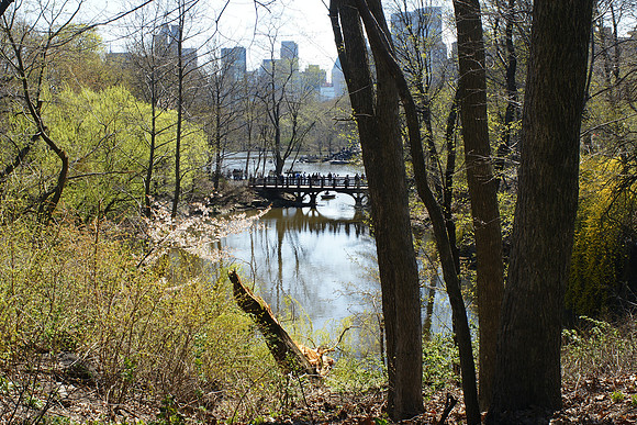 Bankrock Bridge, Spring