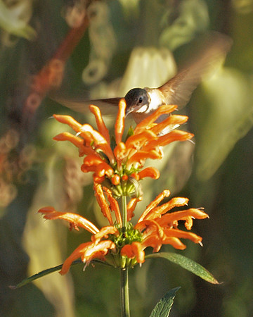 Rufous Hummingbird, Central Park Conservancy Garden