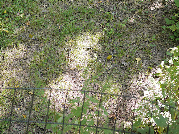 Black-Throated Green Warblers, Central Park