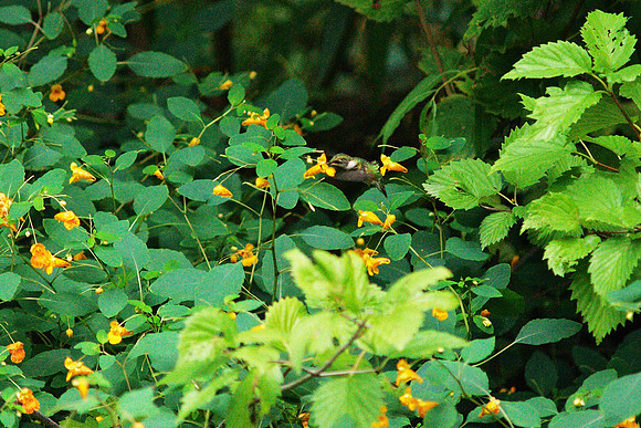 Hummingbird in jewelweed, Central Park