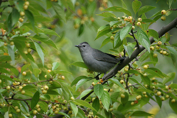 Catbird, Central Park