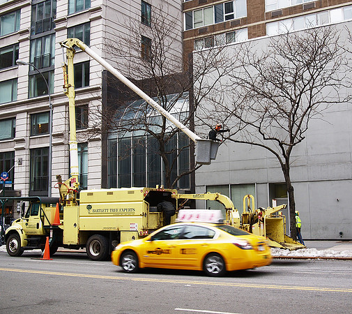 Tree Surgeon, E. 79th Street.