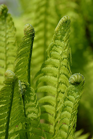 Royal Fern, Brooklyn Botanic Garden
