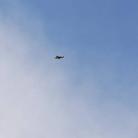 Red-Tailed Hawk