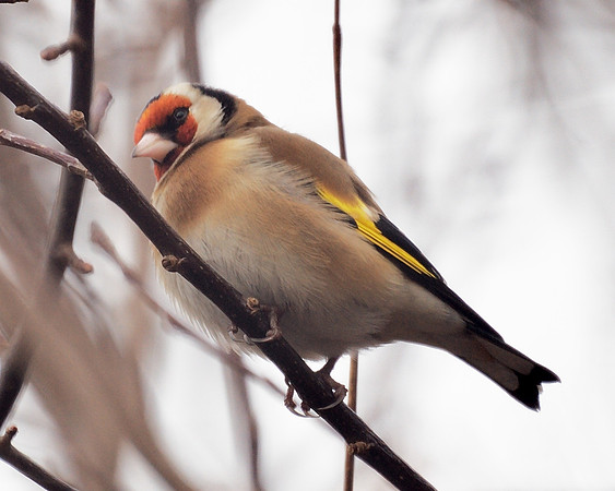 European Goldfinch, Central Park