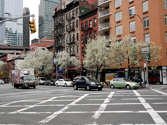 Callery Pear trees, Ninth Avenue, Hell's Kitchen