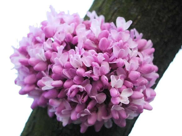 Redbud, Central Park