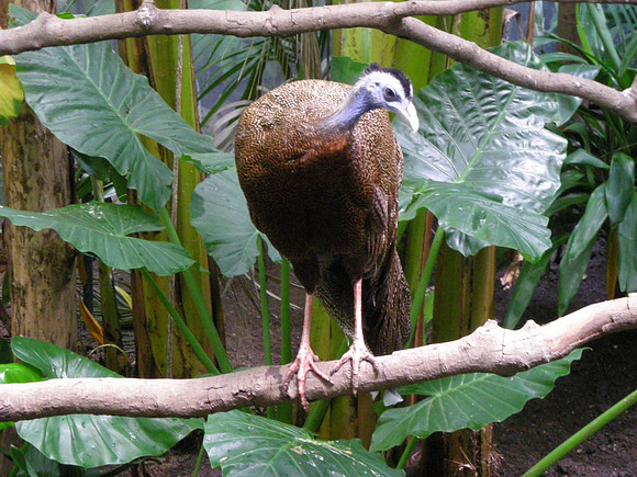Argus pheasant