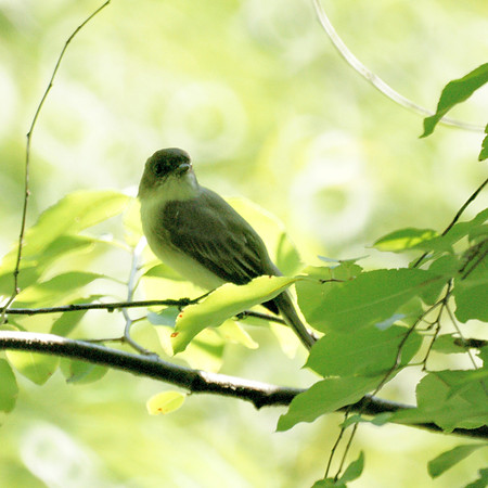 Eastern Phoebe, Central Park