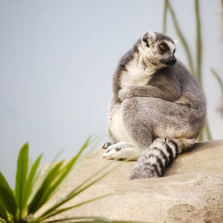 Ring-tailed Lemur, Bronx Zoo