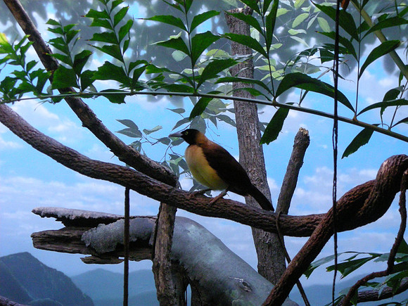 Composition, with bird