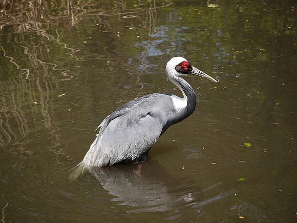 White-Naped Crane, Bronx Zoo