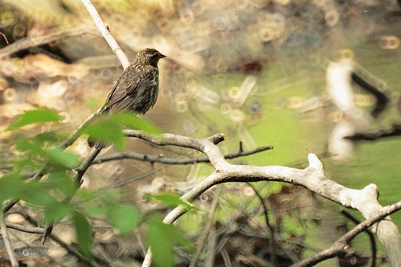 Red-Winged Blackbird female