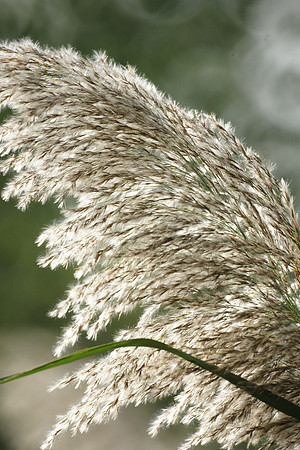 Phragmites