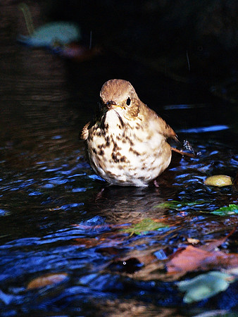 Thrush Bath