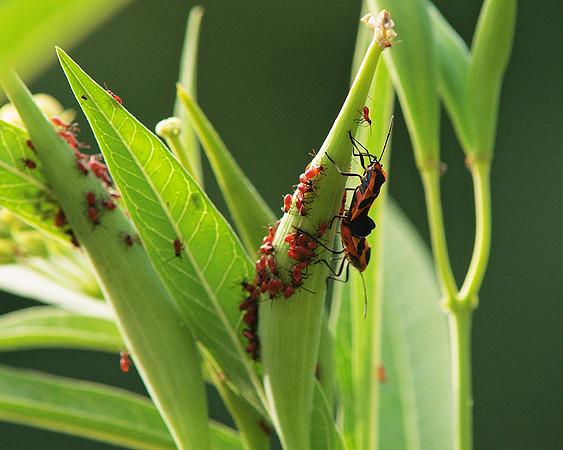 Milkweed Bug Family