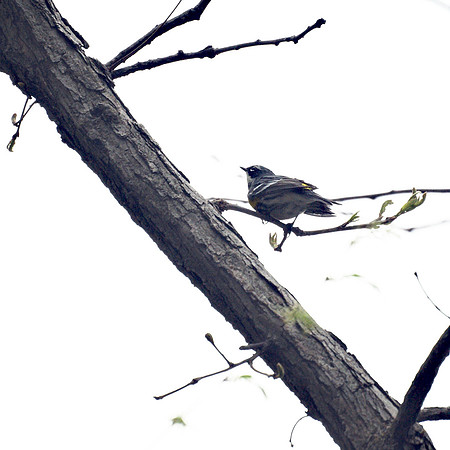 Yellow-Rumped Warbler, Central Park