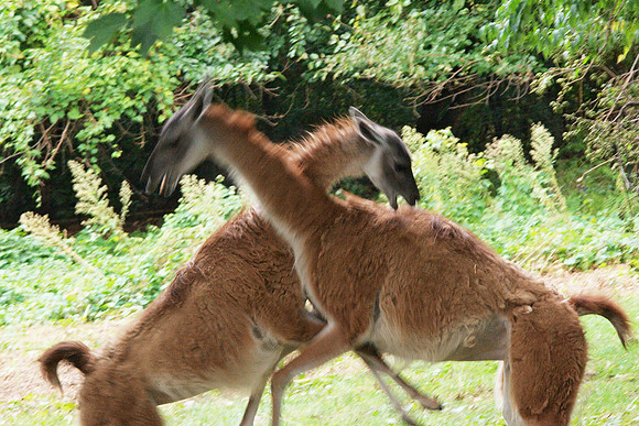 Battling alpacas, Bronx Zoo
