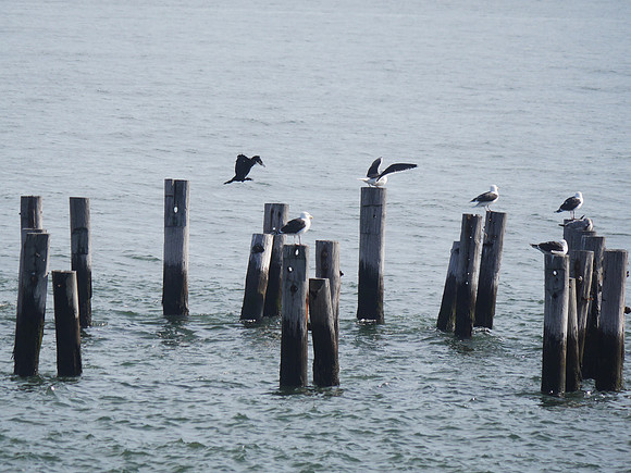 Great Cormorant and Great Black-Backed Gulls, Swinburne Island