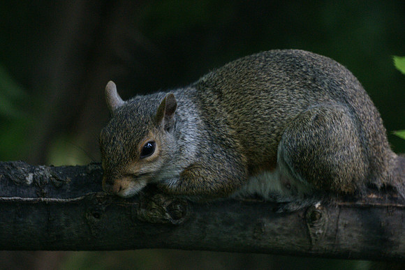 Squirrel couchant