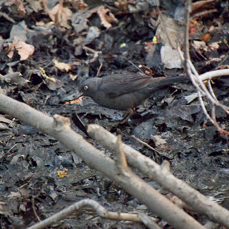 Rusty Blackbird, The Gill, Central Park